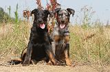 BEAUCERON - PUPPIES 005